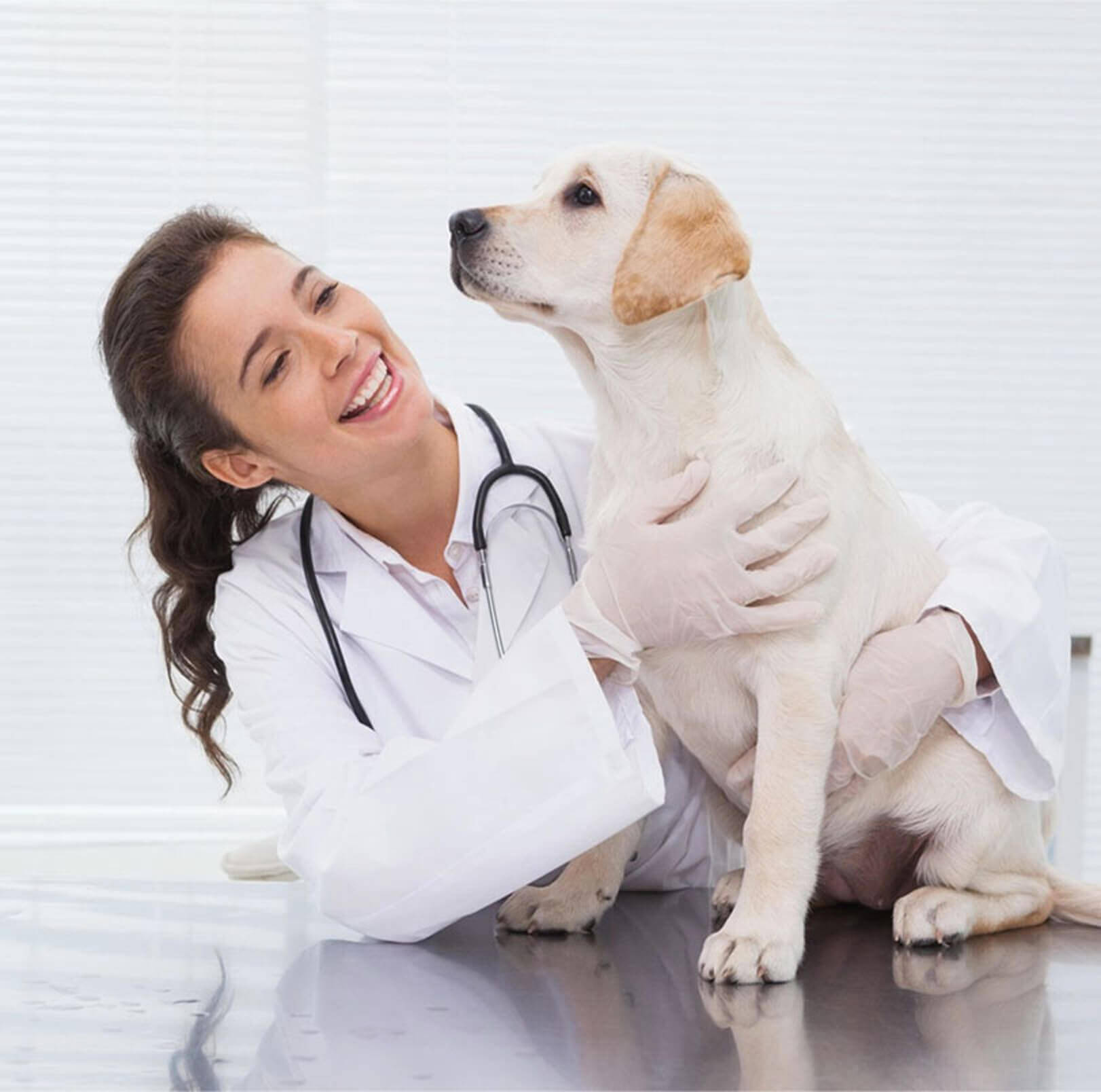  Waldorf Veterinary hospital