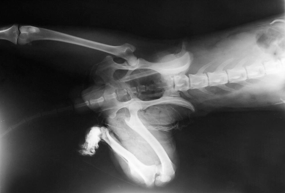 Pet-Has-a-Bone-Fracture