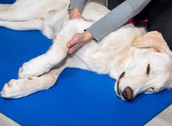Your Waldorf Veterinarian Explains Why Avocados are Toxic to Pets