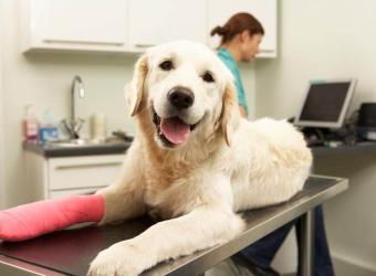 Bone Fractures