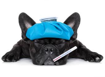 Anti-Freeze Toxicity and Pets