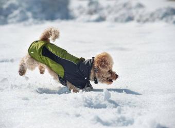 Cold Weather Tips for Pets