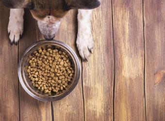What Your Waldorf Veterinarian Needs You to Know: Dangerous Foods