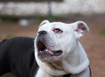 How to Tell if Your Pet Has An Eye Infection