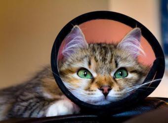 Flea & Tick Prevention Keeping Your Cat Safe from Fleas & Ticks