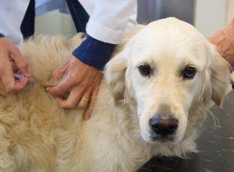 Pet Anesthesia Services from Your Veterinarian in Waldorf, MD