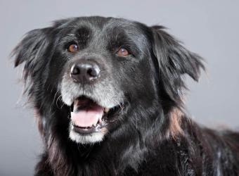 Pet Emergency Bite