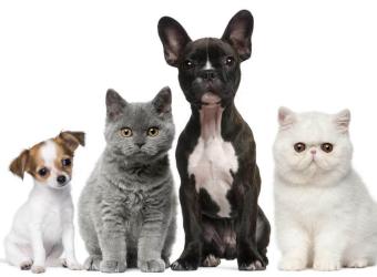 Protect Your Dog or Cat from Heartworm Disease