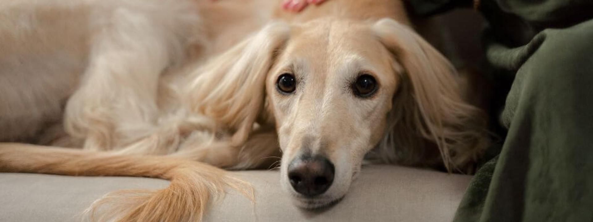 Dog showing signs of pain, resting on the couch with their owner