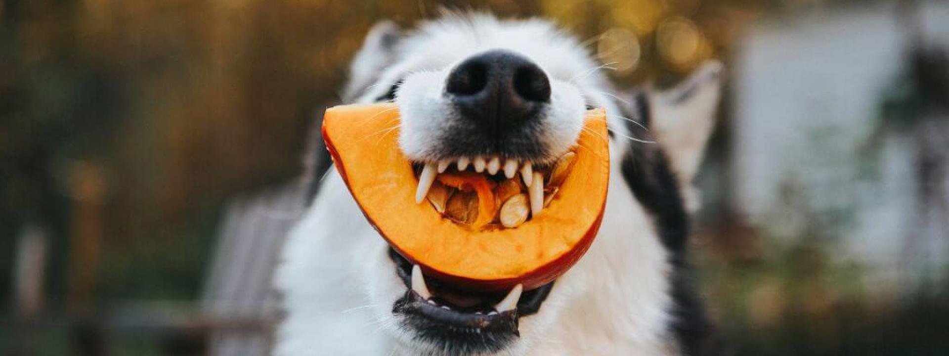 Husky dog eating pumpkin