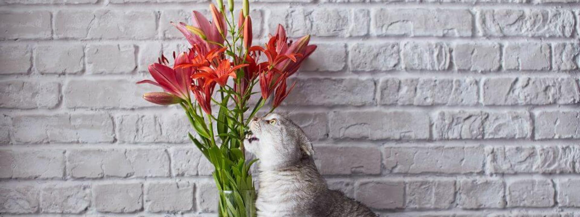 Gray cat chewing on lily flowers in a vase, at risk of lily poisoning